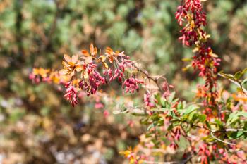 twig of barberry shrub with ripe fruits in sunny autumn day