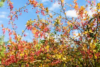 colorful barberry shrub with ripe fruits in sunny autumn day