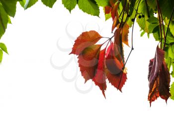 frame from natural autumn leaves of Virginia creeper plant isolated on white background