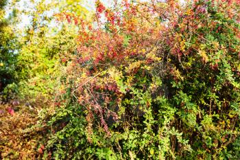 colorful barberry shrub illuminated by sun in autumn