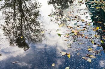 autumn cityscape - yellow leaves and rain puddle on urban road (focus on fallen leaves)