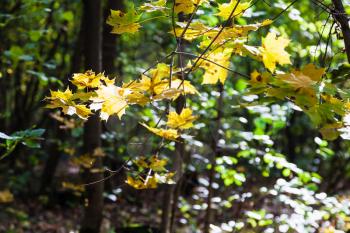yellow maple leaves illuminated by sun in forest of Timiryazevsky Park in sunny october day