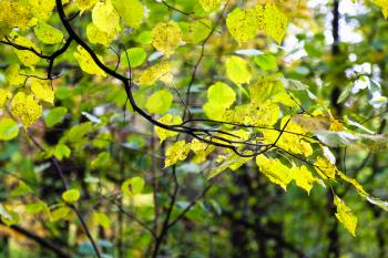 green and yellow leaves illuminated by sun in forest of Timiryazevsky Park in sunny october day