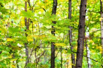 green and yellow maple leaves on twig in forest of Timiryazevsky Park in sunny october day