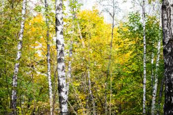 birch grove in autumn forest of Timiryazevsky Park in sunny october day
