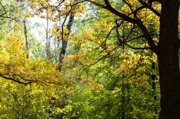oak tree in dense forest of Timiryazevsky Park in sunny october day