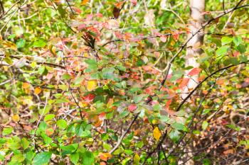 red and green leaves of shrub in autumn forest of Timiryazevsky Park in sunny october day