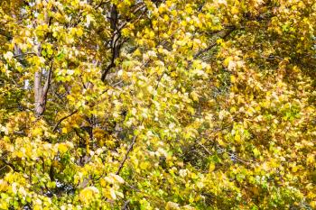 yellow leaves of birch tree swaying in the wind in forest of Timiryazevsky Park in sunny october day