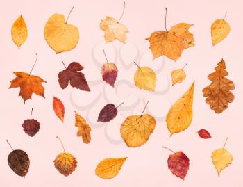 top view of various dried autumn fallen leaves on light pink pastel paper background