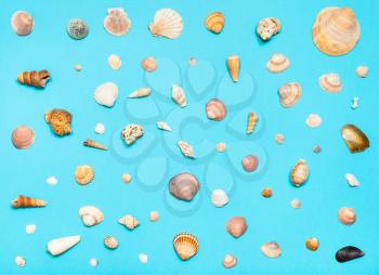 collage from natural dried sea shells on turquoise blue colour pastel paper