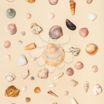 top view of many natural dried sea shells on sand yellow colour pastel paper