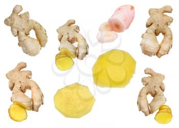 collage from fresh ginger roots and pickled galangal rhizome isolated on white background