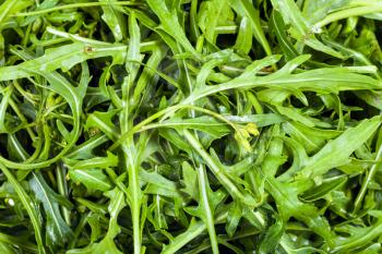 natural food background - many fresh green leaves of Arugula herb close up