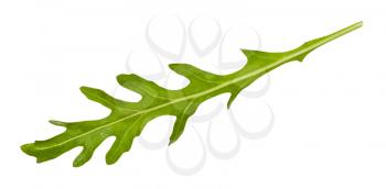 fresh green leaf of Arugula (rocket, eruca, rucola) plant isolated on white background