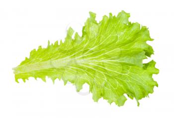 fresh green leaf of leaf lettuce isolated on white background