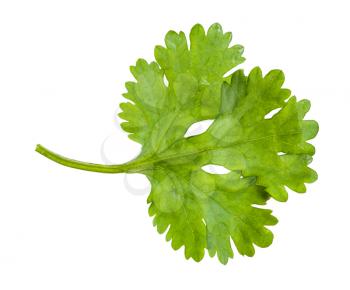 green leaf of fresh cilantro herb isolated on white background