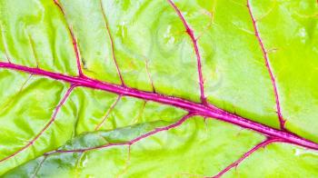 natural panoramic background - wet surface of fresh leaf of garden beet close-up