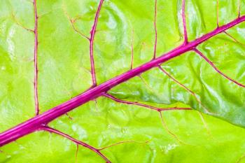 natural background - wet green leaf with red veins of garden beet close-up