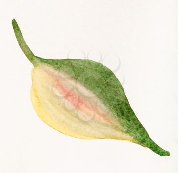 single autumn leaf of tree hand painted by watercolour paints on creamy textured paper