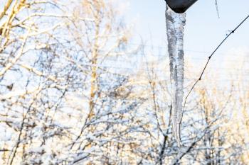 icicle and blurred trees illuminated by sun on background on cold winter day (focus on the icicle on foreground)