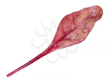 single fresh leaf of red Chard leafy vegetable (mangold, beet tops) isolated on white background