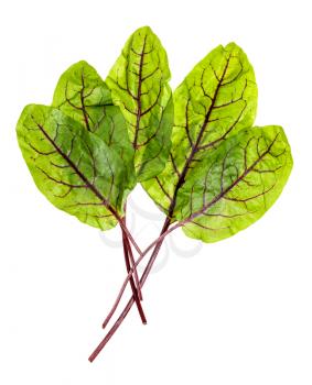 bunch fresh leaves of green Chard leafy vegetable (mangold, beet tops) isolated on white background
