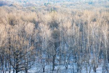 above view of bare oak and birch trees in snow-covered forest of city park on cold winter morning