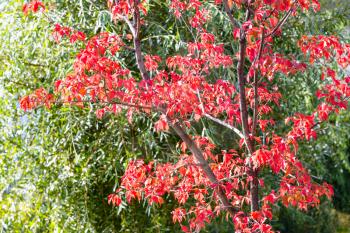 red leaves of maple tree in front of green foliage in Zaryadye landscape urban public park on sunny autumn day