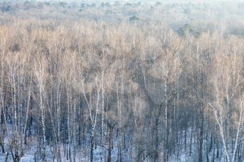 above view of bare trees in snow-covered forest of city park on cold winter morning