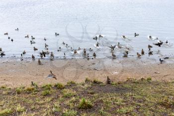 flock of ducks on urban beach on autumn day (Kotovsky Bay on Moscow Canal of Klyazminskoye Reservoir in Dolgoprudny town of Moscow region of Russia)