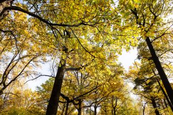 yellow crowns of oak trees in city park on autumn day