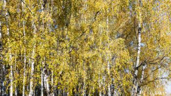 yellow foliage of birch grove in city park on sunny autumn day