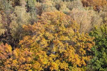 above view of large oak tree with lush yellow foliage in forest on sunny autumn day