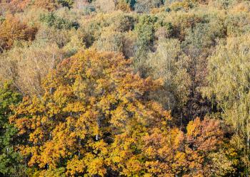 above view of big oak tree with lush yellow foliage in autumn deciduous forest on sunny day