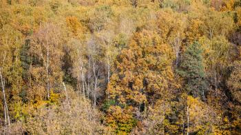 panoramic view of lush colorful mixed forest on sunny autumn day