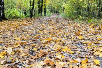 surface of footpath covered by fallen leaves in city park on autumn day