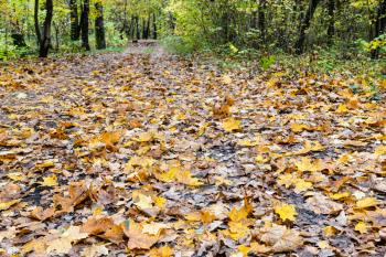 surface of pathway covered by yellow fallen leaves in city park on autumn day