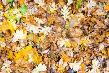top view of wet yellow fallen leaves after rain in city park in autumn