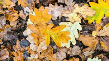 panoramic view of yellow fallen oak leaves on burnt wood on wet ground after rain in city park in autumn