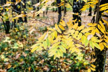 yellow leaves on twig of rowan tree close up in city park on autumn day (focus on leaves on foreground)
