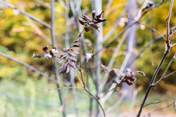 dried leaves on twig of rowan tree close up in city park on autumn day (focus on leaves on foreground)