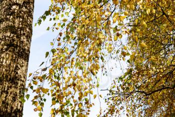 branches of old birch tree with yellow foliage on sunny autumn day