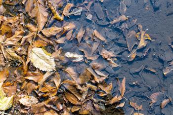 top view of rain puddle with fallen leaves and dirty bottom on sunny autumn day