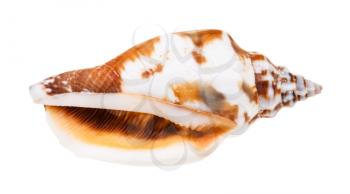 empty shell of whelk mollusc isolated on white background