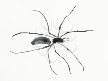 training drawing in sumi-e (suibokuga) style with watercolor paints - spider is hand drawn on creamy paper