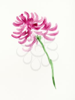training drawing in sumi-e (suibokuga) style with watercolor paints - purple chrysanthemum flower is hand drawn on creamy paper