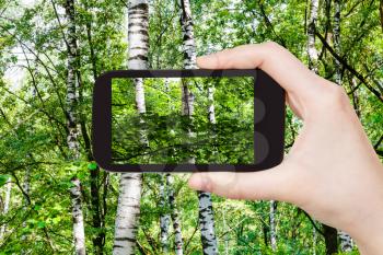 travel concept - tourist photographs of birch trees in green forest on summer day on smartphone in Moscow, Russia