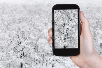 travel concept - tourist photographs of snow-covered oak tree in snowfall in forest in winter on smartphone in Moscow, Russia