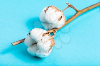 natural ripe bolls of cotton plant on turquoise blue pastel paper background
