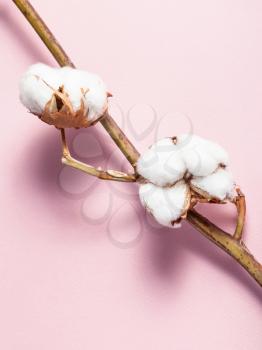 twig of cotton plant with ripe bolls with cottonwool on pink pastel paper background
